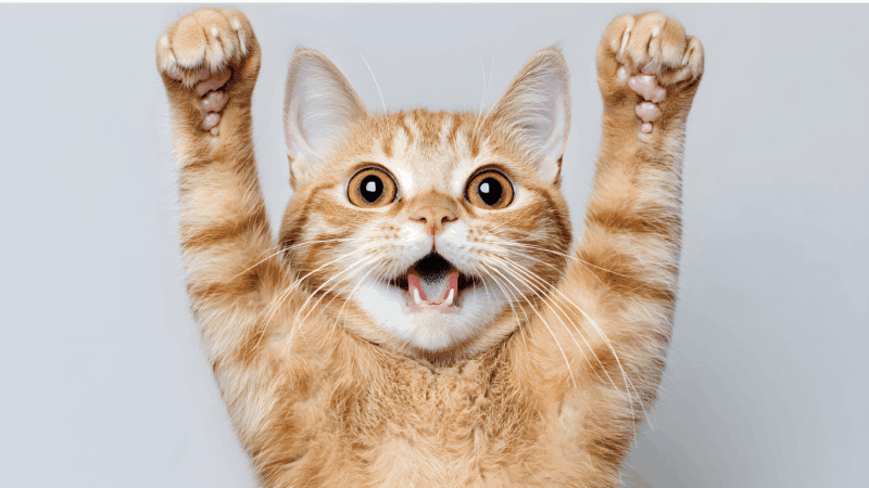 神奈川　横浜　藤沢　年末キャンペーン　仲介手数料　「猫可」　「猫　不動産」　「猫と幸せに暮らす　賃貸」　「猫　賃貸」　「猫可　賃貸」　「猫可　賃貸　アパート」　「猫と暮らす　賃貸」　「猫可物件」　