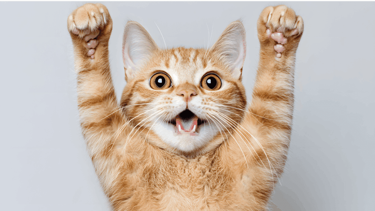 神奈川　横浜　藤沢　年末キャンペーン　仲介手数料　「猫可」　「猫　不動産」　「猫と幸せに暮らす　賃貸」　「猫　賃貸」　「猫可　賃貸」　「猫可　賃貸　アパート」　「猫と暮らす　賃貸」　「猫可物件」　