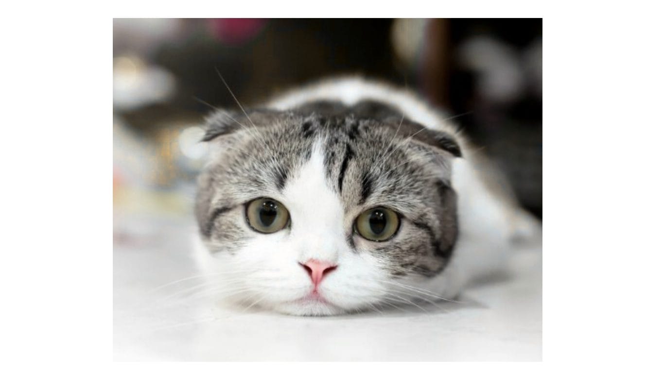 スクティッシュ・スコティッシュフォールド・飼い方・ペット可・猫可・猫可 賃貸・猫 部屋・猫 不動産・猫可 賃貸マンション・猫可 賃貸アパート・猫可物件