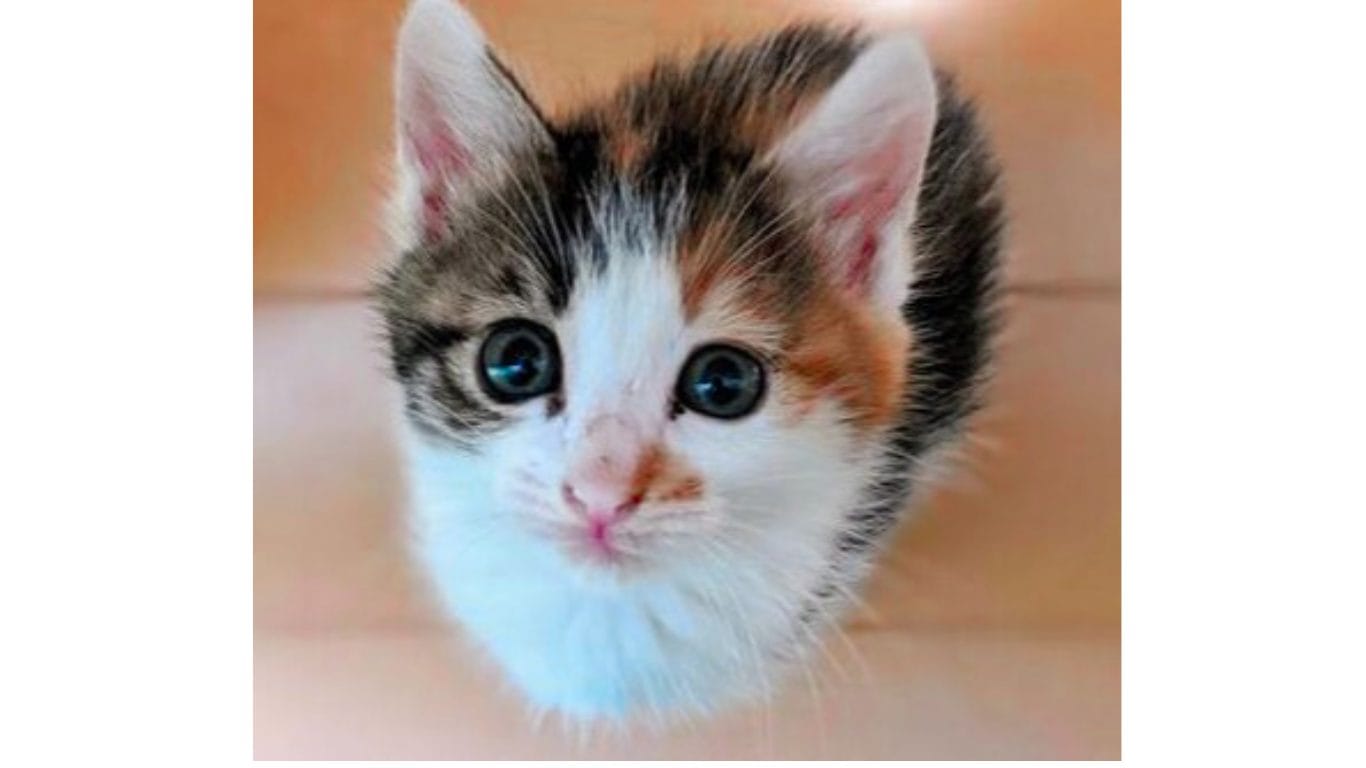 三毛猫 藤沢 猫可・猫可 賃貸・猫 部屋・猫 不動産・猫可 賃貸マンション・猫可 賃貸アパート・猫可物件