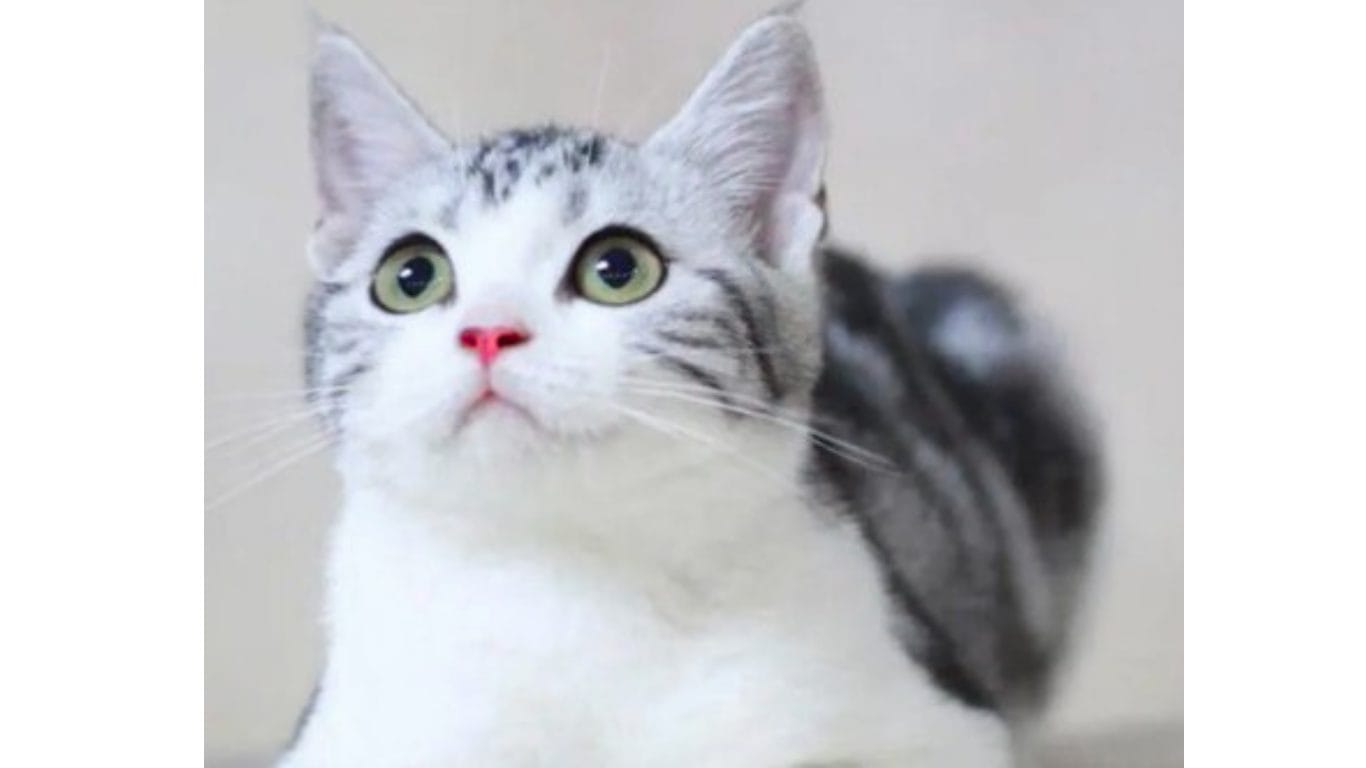 マンチカン　マンチカンの性格・特徴・飼い方完全ガイド