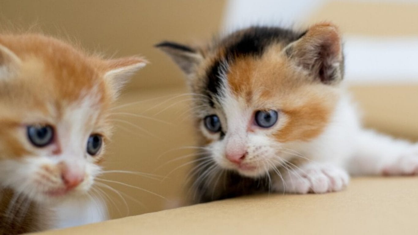 保護猫・猫可・猫可　賃貸・猫　部屋・猫　不動産・猫可　賃貸マンション・猫可　賃貸アパート・猫可物件