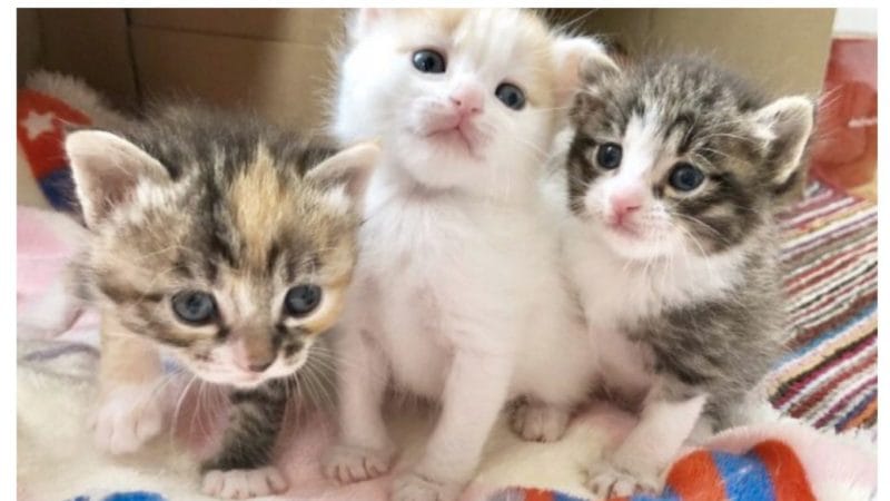 保護猫・猫可・猫可　賃貸・猫　部屋・猫　不動産・猫可　賃貸マンション・猫可　賃貸アパート・猫可物件　藤沢