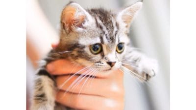 猫譲渡会＆保護猫　藤沢市　三毛猫ホームズ