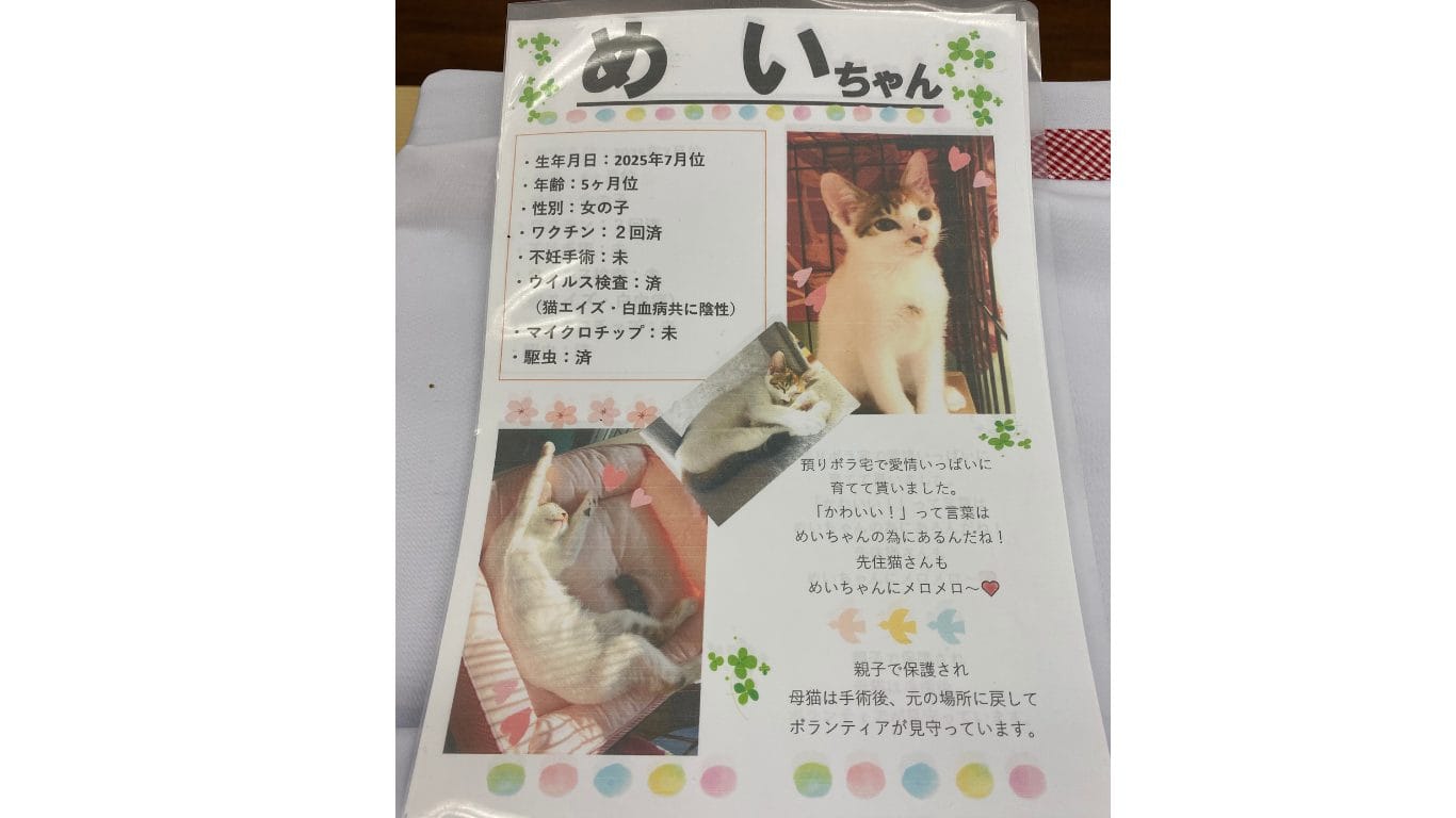 保護猫 めいちゃん 譲渡会 里親 TNR 動物愛護センター 子猫 ノラ猫・野良猫 殺処分ゼロ 神奈川 藤沢 横浜