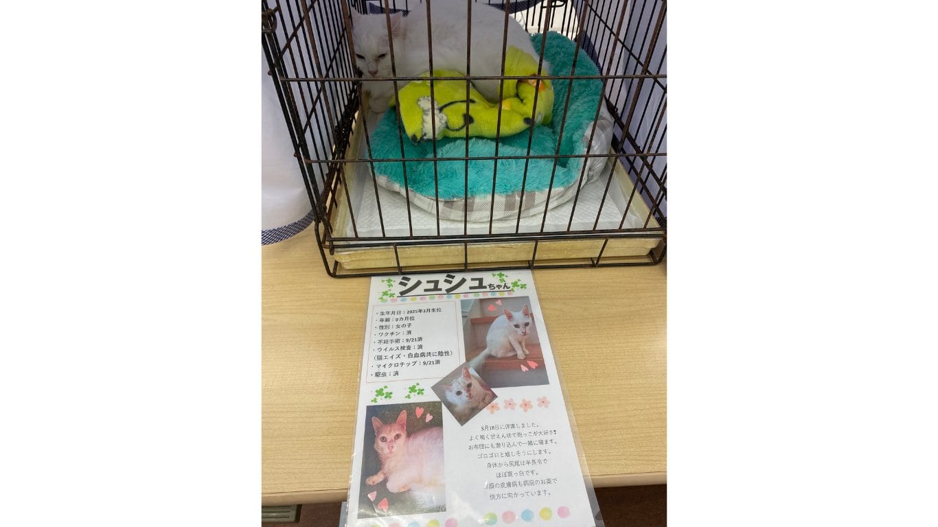 保護猫 シュシュちゃん 譲渡会 里親 TNR 動物愛護センター 子猫 ノラ猫・野良猫 殺処分ゼロ 神奈川 藤沢 横浜