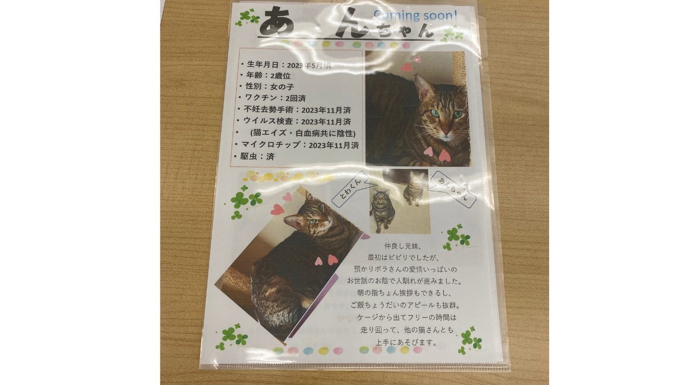 保護猫 あんちゃん 譲渡会 里親 TNR 動物愛護センター 子猫 ノラ猫・野良猫 殺処分ゼロ 神奈川 藤沢 横浜