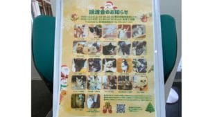 保護猫 譲渡会 里親 TNR 動物愛護センター 子猫 ノラ猫・野良猫 殺処分ゼロ 神奈川 藤沢 横浜