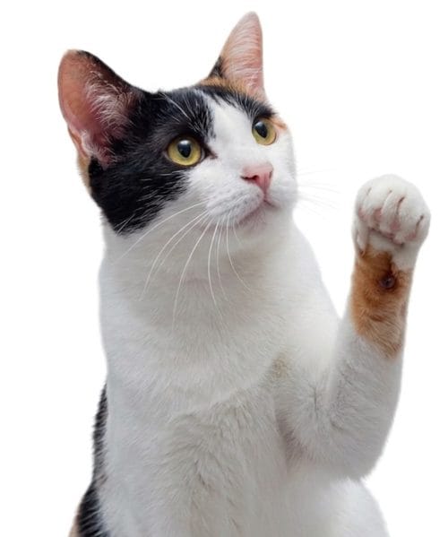 三毛猫ホームズ　藤沢市　湘南台　猫専門の不動産屋ん